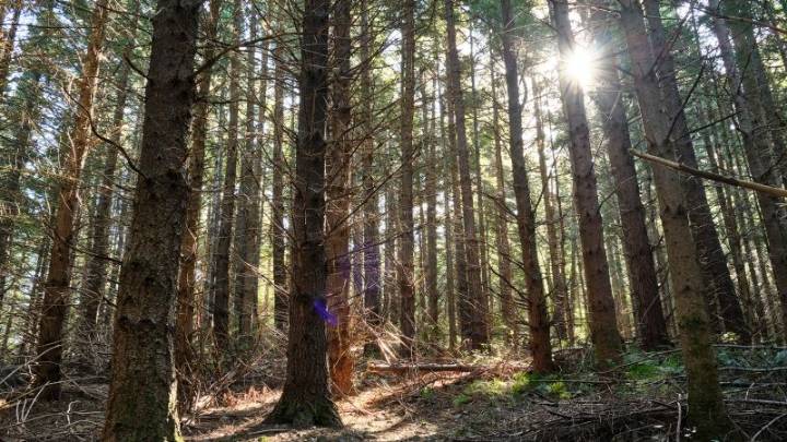 New Zealand government sued over ‘inadequate’ plan to reduce emissions