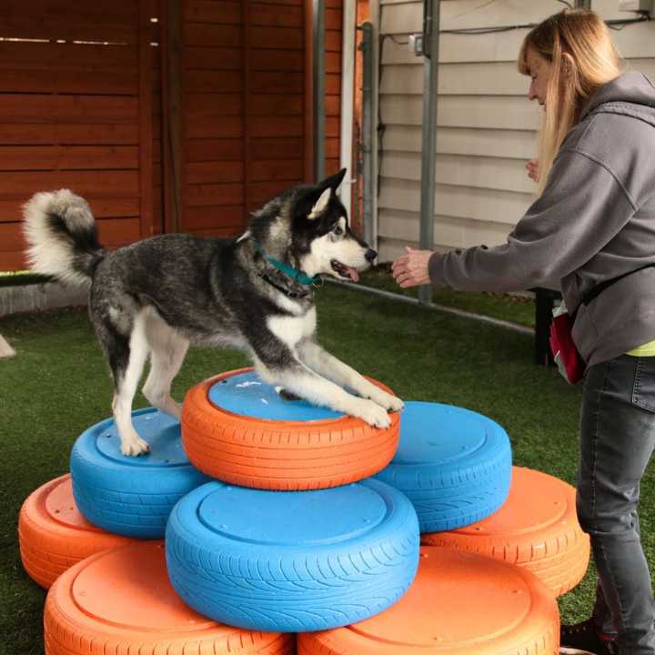 Eagle Scout builds playground for dogs at Lynnwood’s PAWS shelter