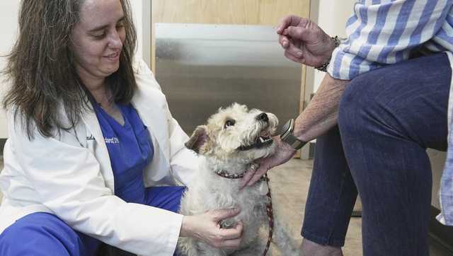 Pets can also suffer from allergies, but there are ways to help