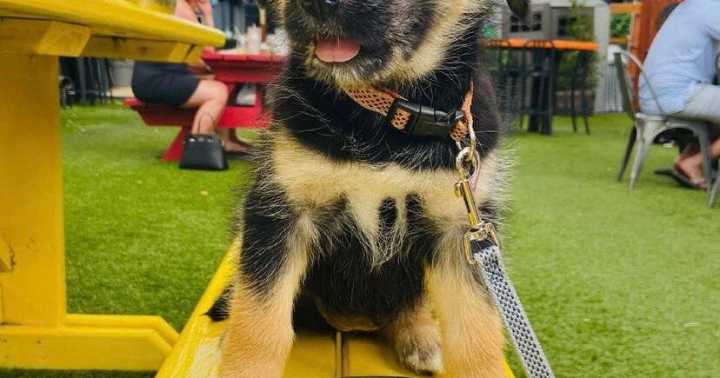 Publico to launch pop-up dog park in Five Points
