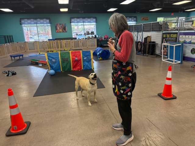 Las Vegas non-profit overwhelmed with animal abandonment calls