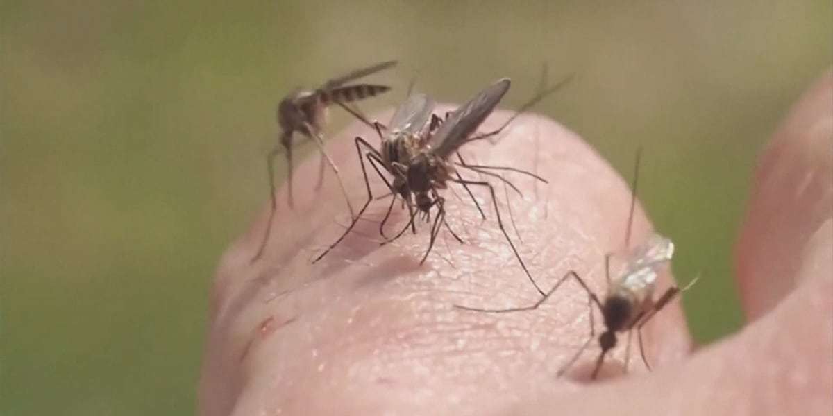 Mosquitoes in West Monroe test positive for West Nile Virus and St. Louis Encephalitis