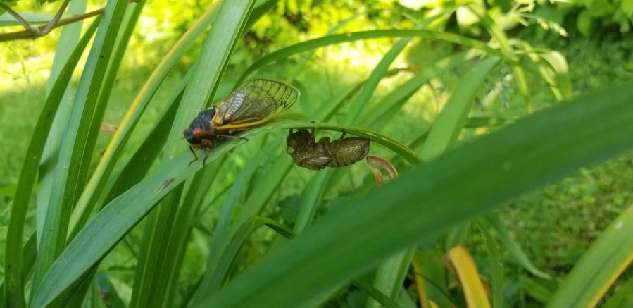 Cicadas emerge in Centre County for first time in 17 years