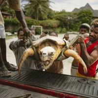 Kenya NGO saves turtles from nets, plastic and rising tides