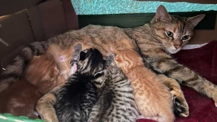 Why rescue centres in the South West are still struggling to cope with a rise in abandoned kittens