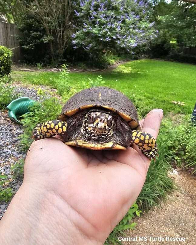 Turtle-Friendly Yard Tips from Central Mississippi Turtle Rescue
