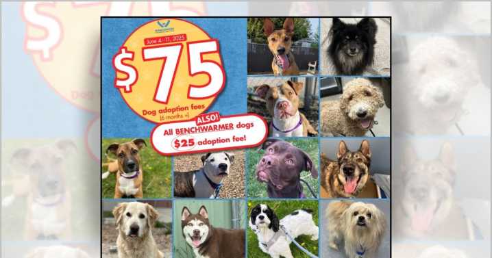 Pup parents needed: Wisconsin Humane Society in urgent need of dog adopters