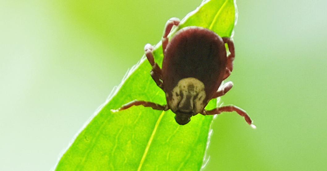 Guest Commentary: Tick 'Tock'
