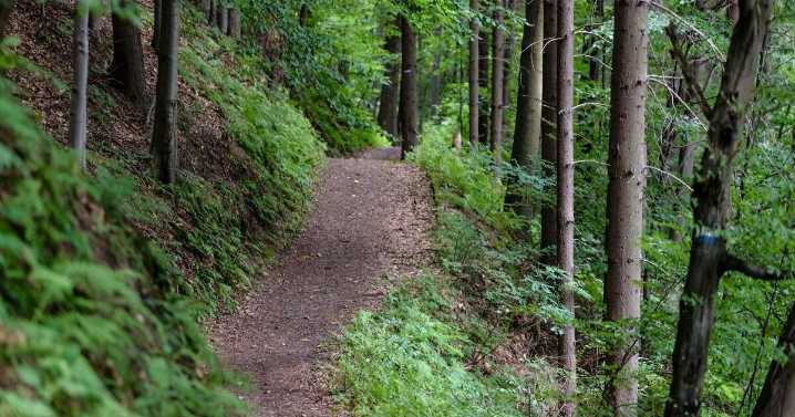 Palmetto Trail celebrates National Trails Day