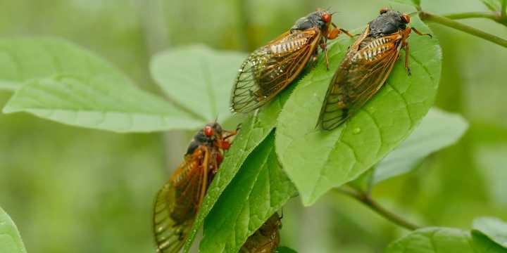 Cicadas continue to “bug” Central Kentuckians