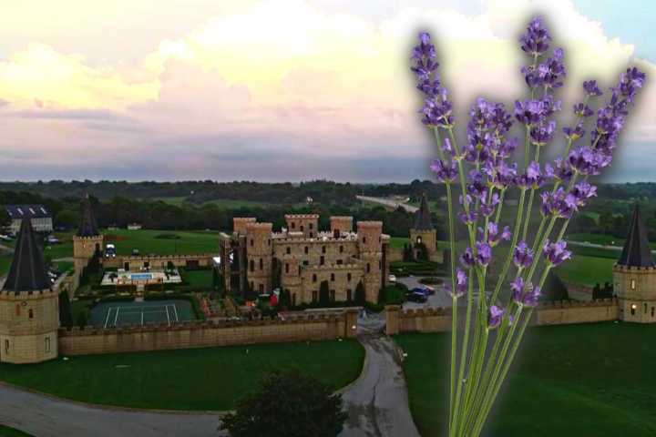 El sexto Festival Anual de Lavanda del Castillo de Kentucky regresa del 12 al 14 de junio de 2025