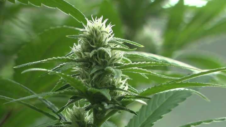 Medical cannabis expansion bill adds chronic pain patients, advances to Governor