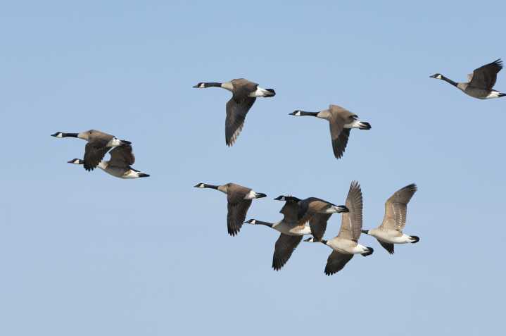 Bill Marchel: Goose molt migration happening now