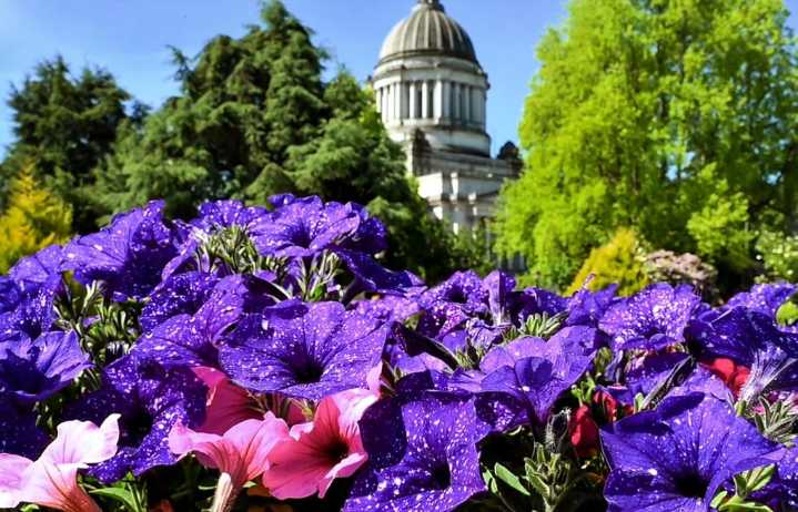 Take a look at Olympia’s Capitol Campus gardens in full bloom
