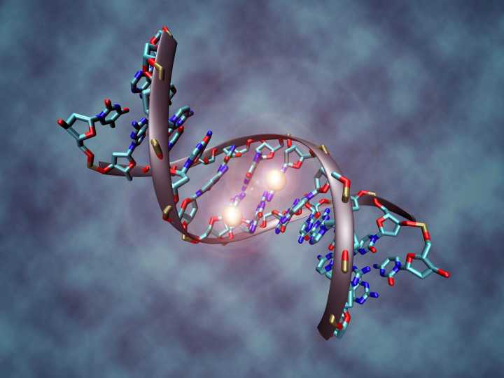 Epigenetic Clock Measures Healthy Aging