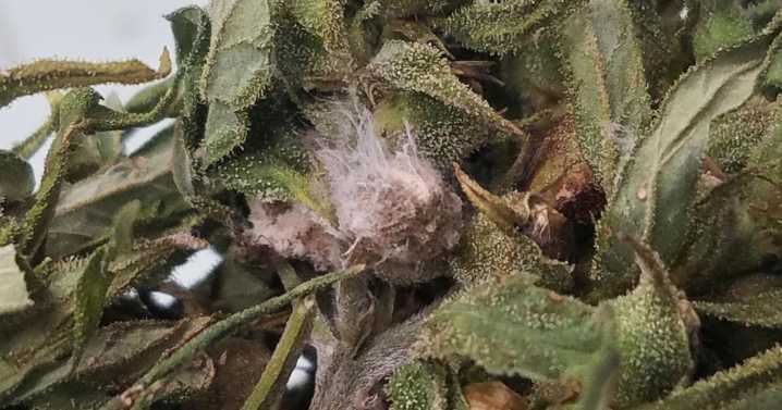 What is Fusarium graminearum, the fungus US authorities say was smuggled in from China?