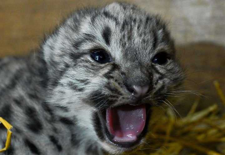 The Big Cat Sanctuary in Smarden, near Ashford, announces death of snow leopard. ‘Little Lady’, at just five weeks old