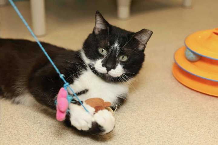 Meet Prosciutto our Pet of the Week!
