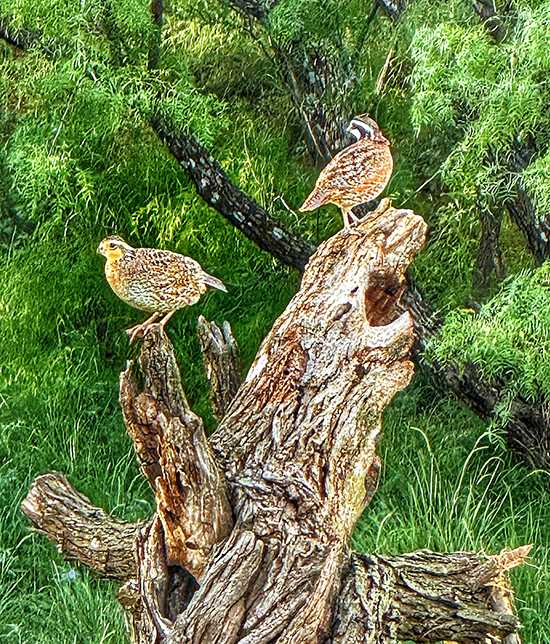 Woods, Waters, and Wildlife:  It’s Spring Again