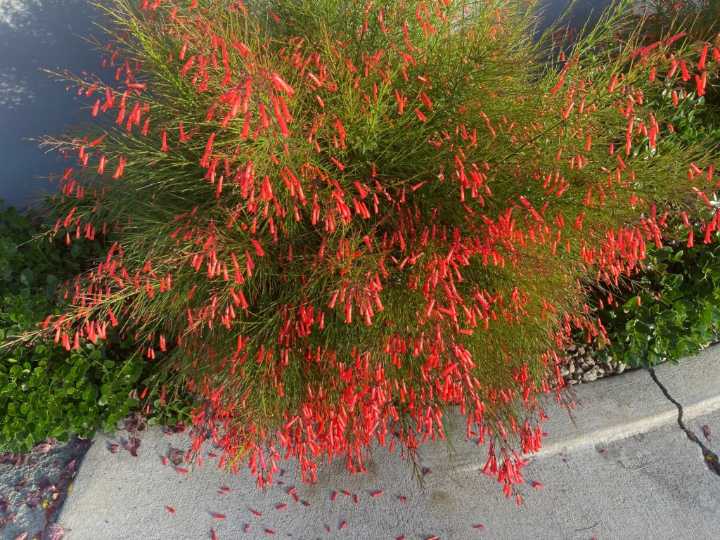 Celebrating the fiery yellow, orange and reds of these low