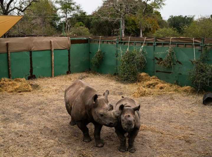 To save rhinos, conservationists are removing their horns