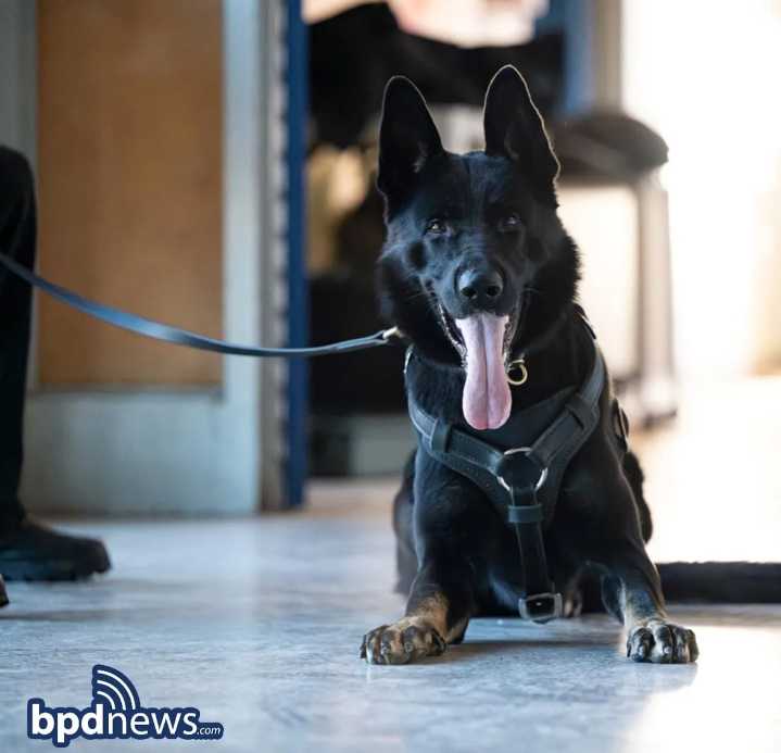 Boston police, K9 unit arrest 16-year-old with loaded handgun after chase in Hyde Park