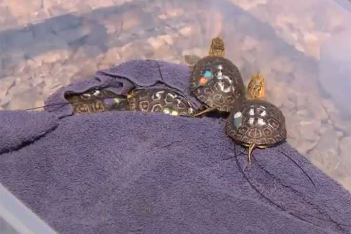56 Threatened Turtles Born at Iowa Zoo Released Into the Wild