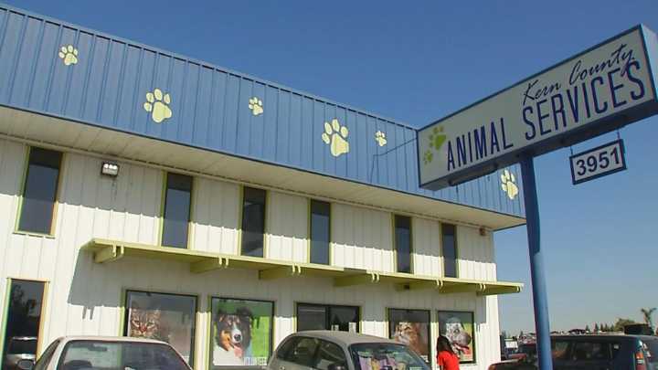 California Adopt-a-Pet Day aims to find homes for 5,000 animals statewide