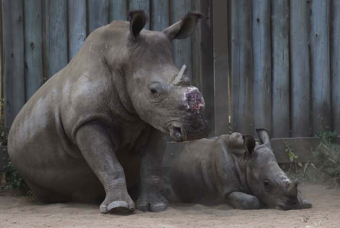 Cutting off rhinos' horns is a contentious last resort to stop poaching. A new study found it works