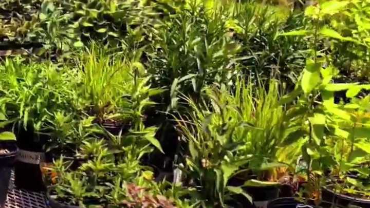 Gardening Update: Native plants with Carol Watson Greenhouse!