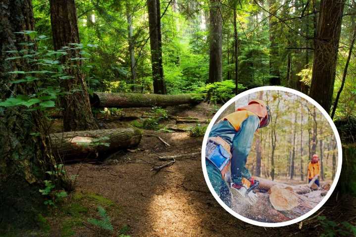 Logging Debate Heats Up in Finger Lakes National Forest