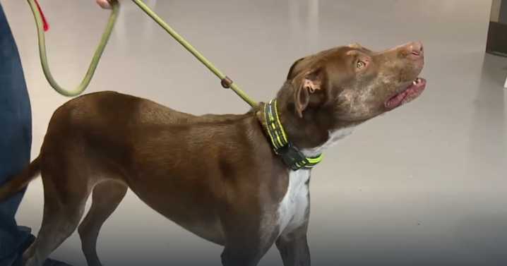 $5 pet microchips offered by Clark County ahead of microchipping deadline.