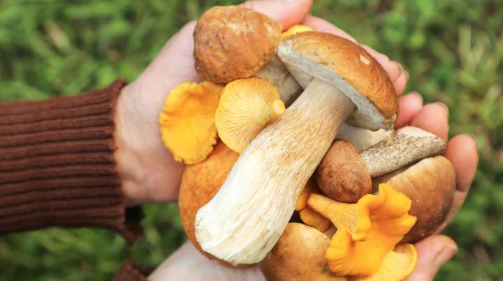 This State Produces The Most Mushrooms