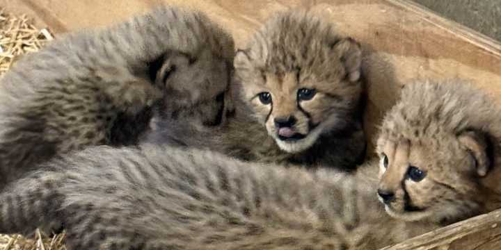 Cora the cheetah welcomes a new litter