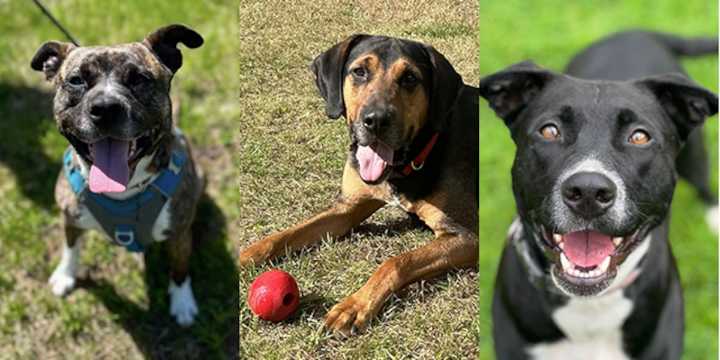 Pets with Potential: Meet Minnie, Ruger, and Diva