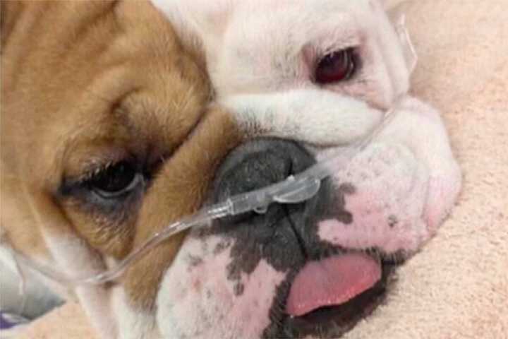 ‘Reba’s Law’ passes Nevada Senate | Nevada 