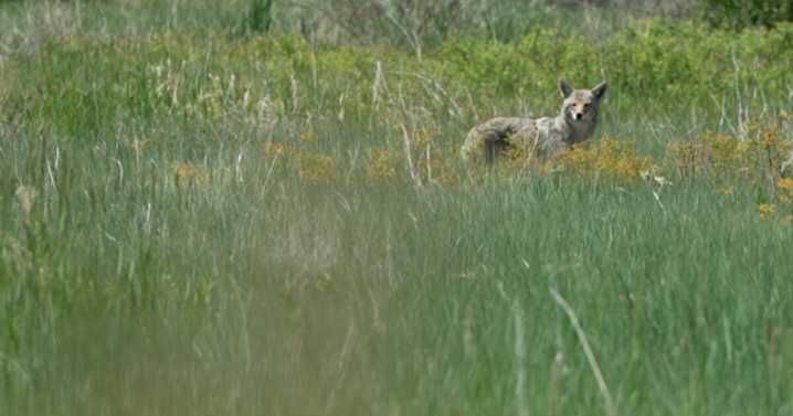 Nature is close to home at Cherry Creek State Park