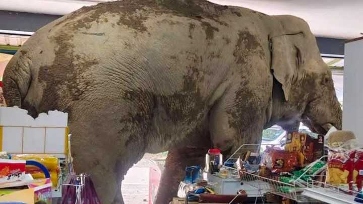 Hungry elephant munches on sweet rice cakes and chicken’s eggs after barging into grocery store in Thailand