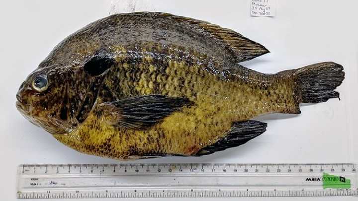 Majority of freshwater fish caught in San Diego County contain parasites