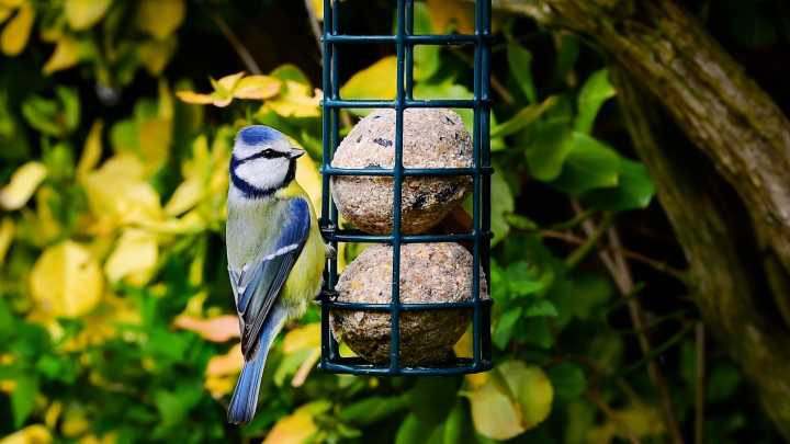 I've discovered the best way to encourage birds into my backyard