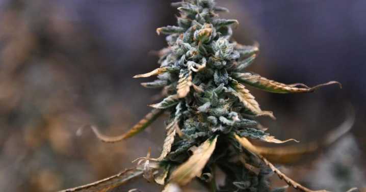 Texas reined in recreational THC for more medical marijuana this legislative session