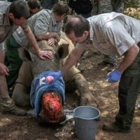 Dehorning of S.African rhinos slashed poaching: study