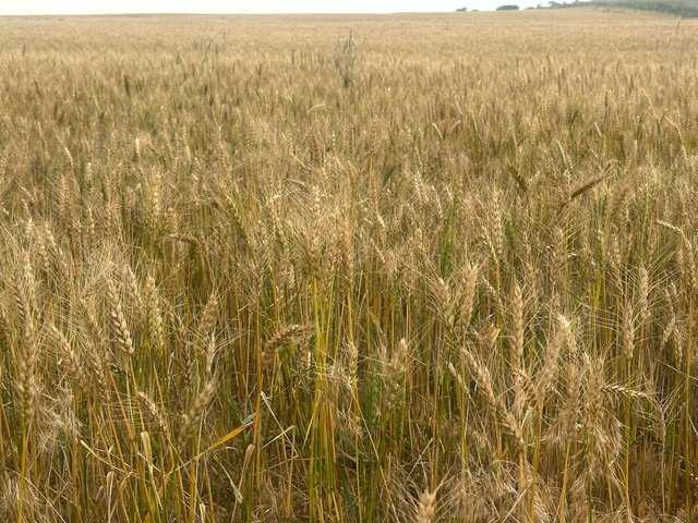 Mid-June harvest expected for area