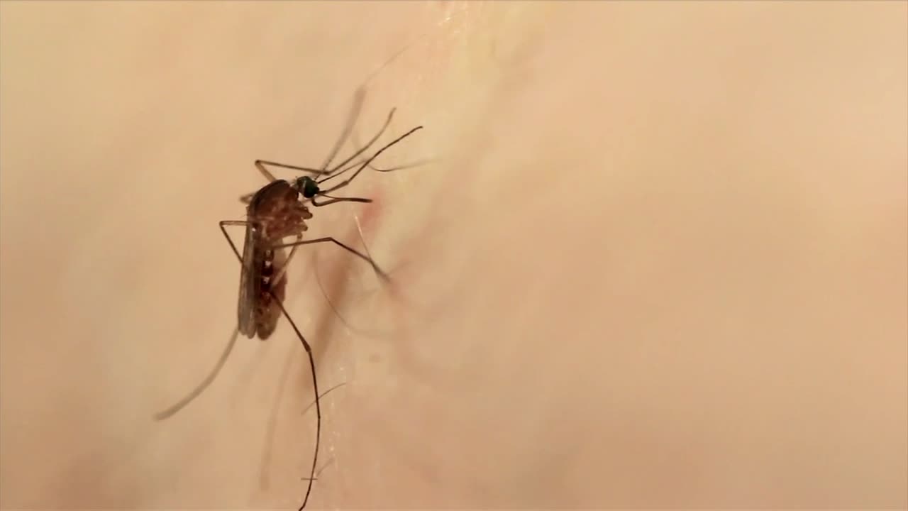 Bugging out! 'Mosquito City' Oklahoma to rank high this bug season