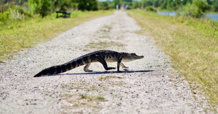Alligator Alley Trail is back open in Polk County after being closed for hurricane damage
