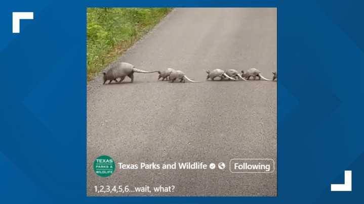“Wait for me!” A tiny armadillo pup fell behind as its unusually large family crossed a Texas road