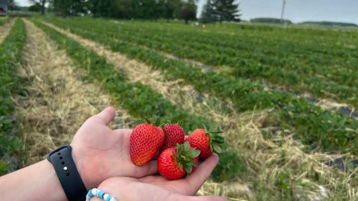 Here's where you can go berry-picking in Northeast Ohio this summer 🍓🫐