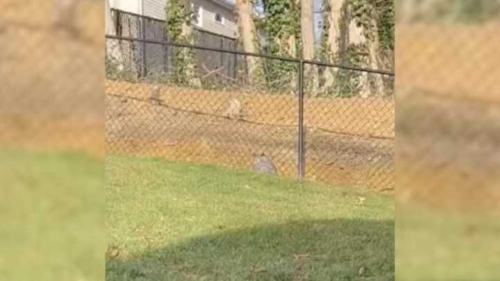 New York Resident Found A Strange Animal Near His Fence Only To Learn Its True Identity
