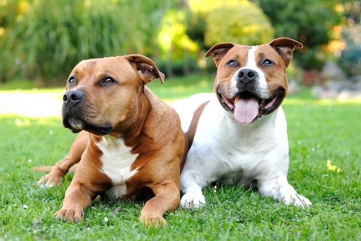 Could One of These 9 Loyal Dog Breeds Be Right for You?