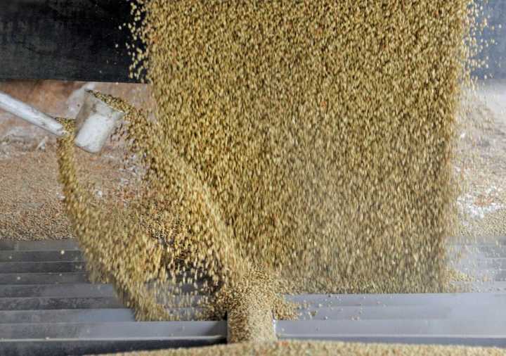 Good global green lentil production expected this year